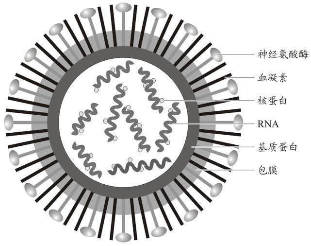 流感病毒结构图